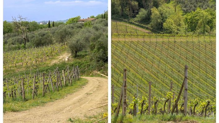 Image No.18-5 Bed Vineyard for sale