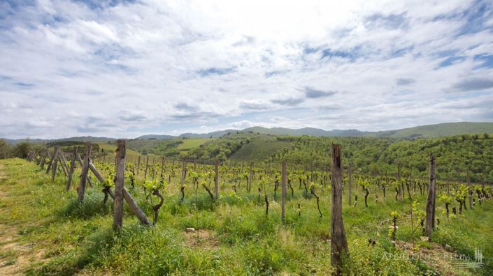 Image No.29-5 Bed Vineyard for sale