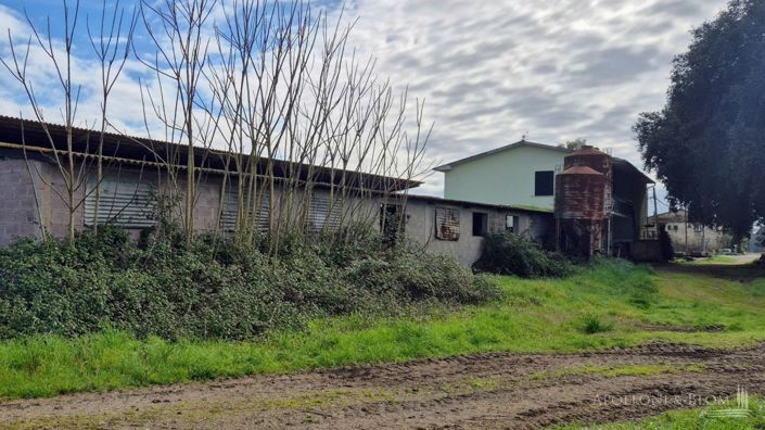 Image No.9-Terre de 1 chambre à vendre à Gavorrano