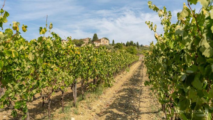 Image No.6-5 Bed Vineyard for sale