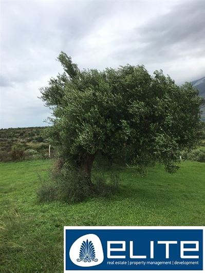 Image No.8-Terrain à vendre à Céphalonie