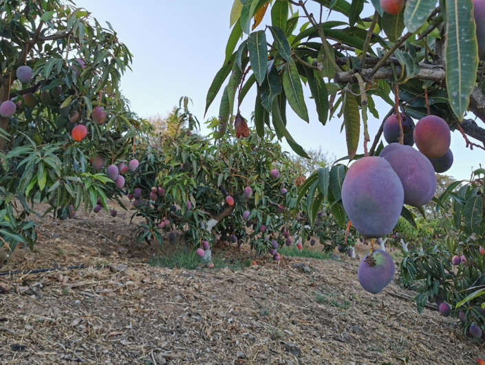 Image No.8-3 Bed Villa for sale