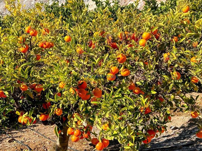 Image No.35-Propriété de 1 chambre à vendre à Águilas