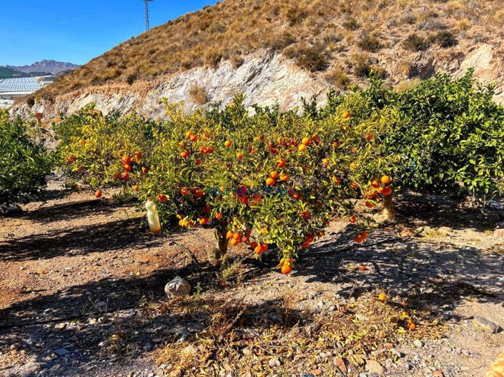 Image No.36-Propriété de 1 chambre à vendre à Águilas