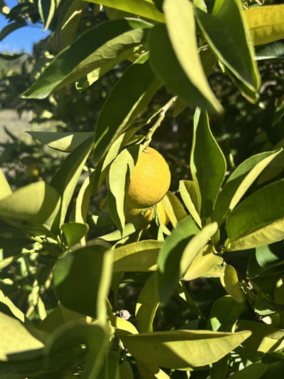 Image No.2-3 Bed Finca for sale