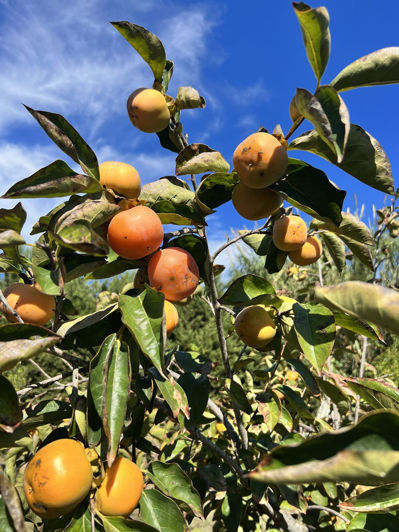 Image No.6-3 Bed Finca for sale