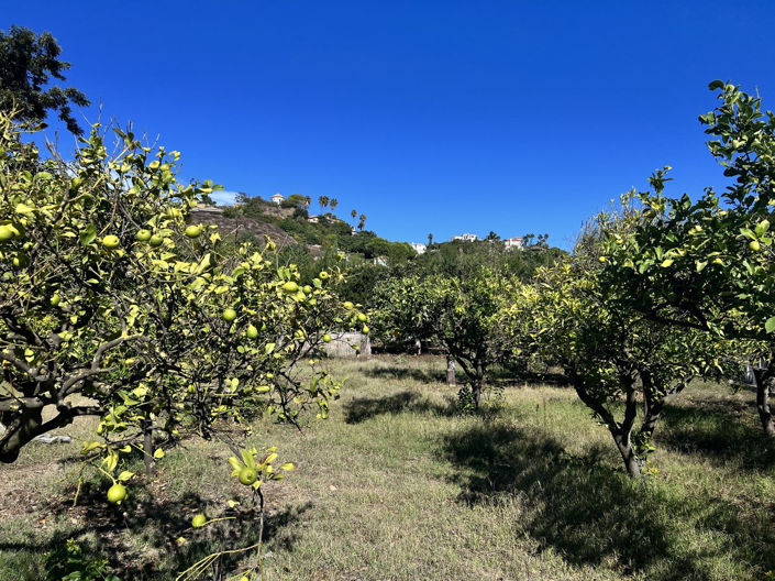 Image No.9-3 Bed Finca for sale