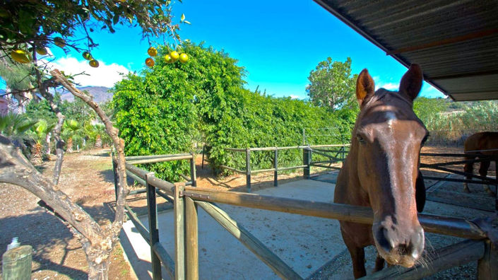 Image No.10-3 Bed Finca for sale