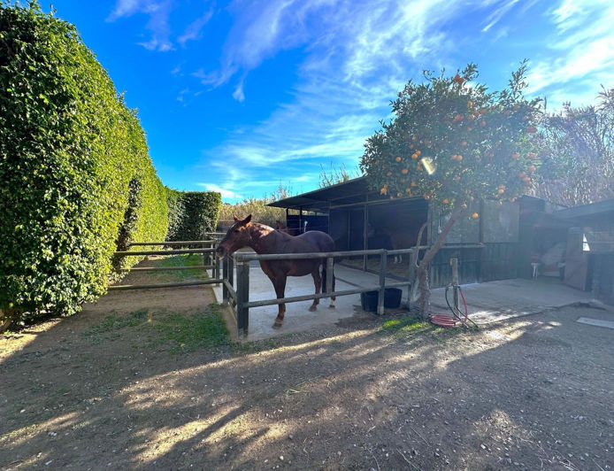 Image No.16-3 Bed Finca for sale