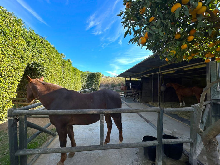 Image No.27-3 Bed Finca for sale