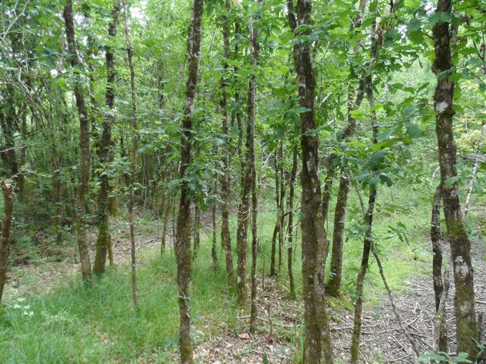 Image No.6-Propriété à vendre à France