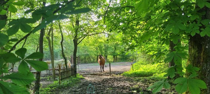 Image No.4-6 Bed Property for sale