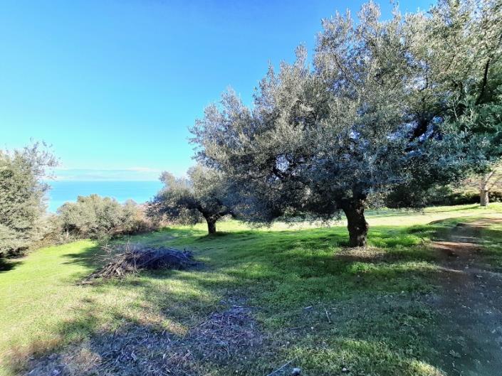 Image No.35-3 Bed House for sale