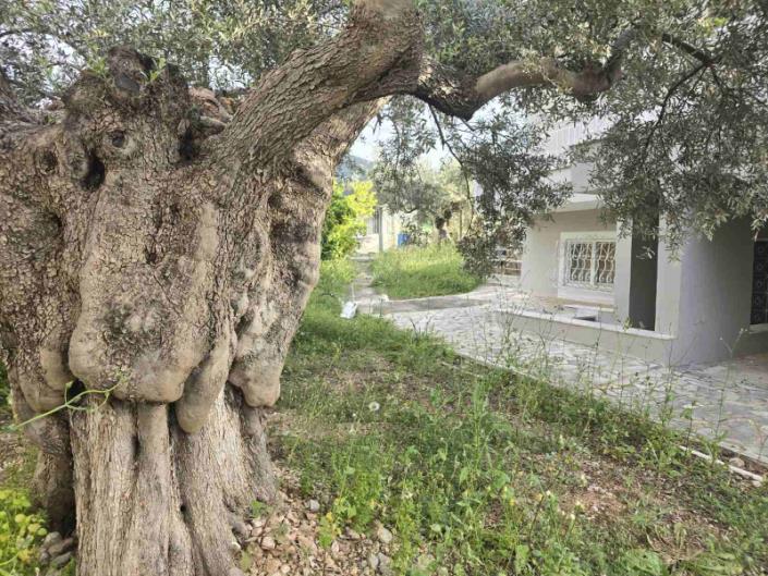 Image No.36-Maison de 3 chambres à vendre à Orea Eleni