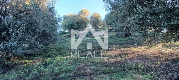 Image No.3-Plot for sale