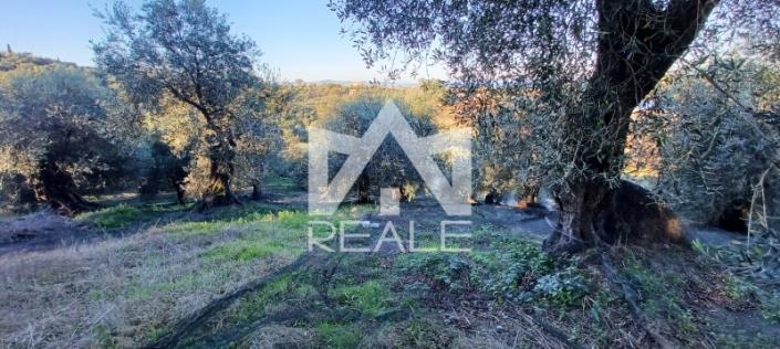 Image No.4-Plot for sale