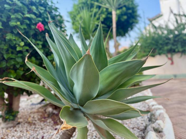 Image No.33-Maison de ville de 3 chambres à vendre à Torrevieja