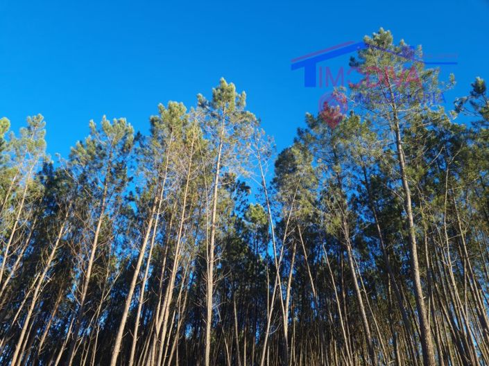 Image No.11-Plot for sale