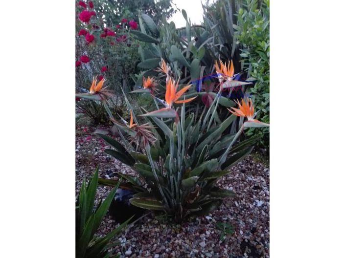 Image No.29-4 Bed House for sale