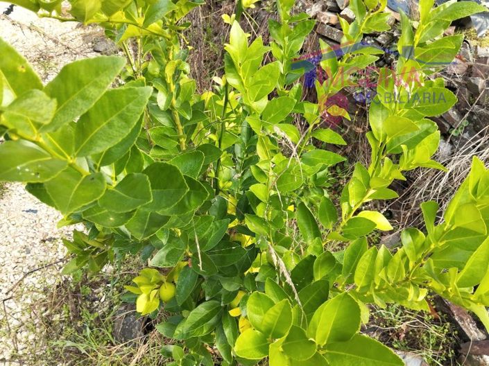 Image No.23-Plot for sale