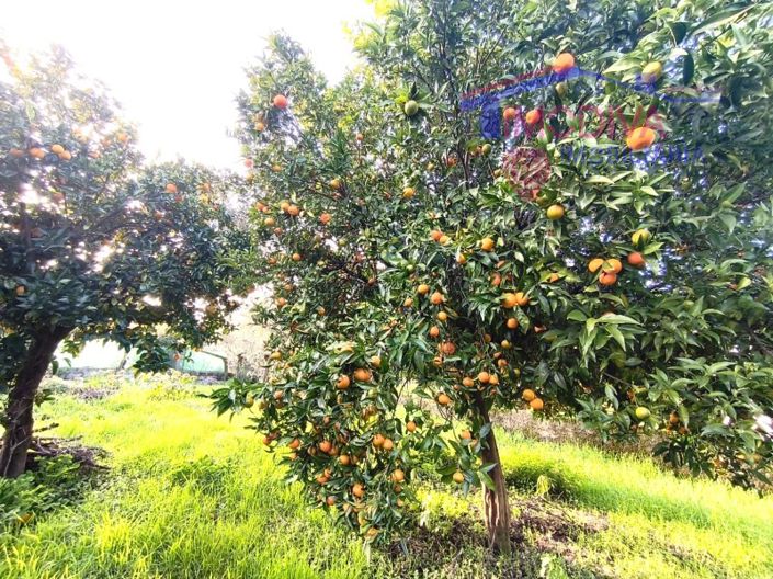 Image No.21-Ferme de 2 chambres à vendre à Pedrógão Grande