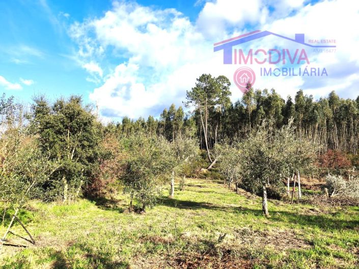 Image No.26-Maison de 1 chambre à vendre à Figueiró dos Vinhos