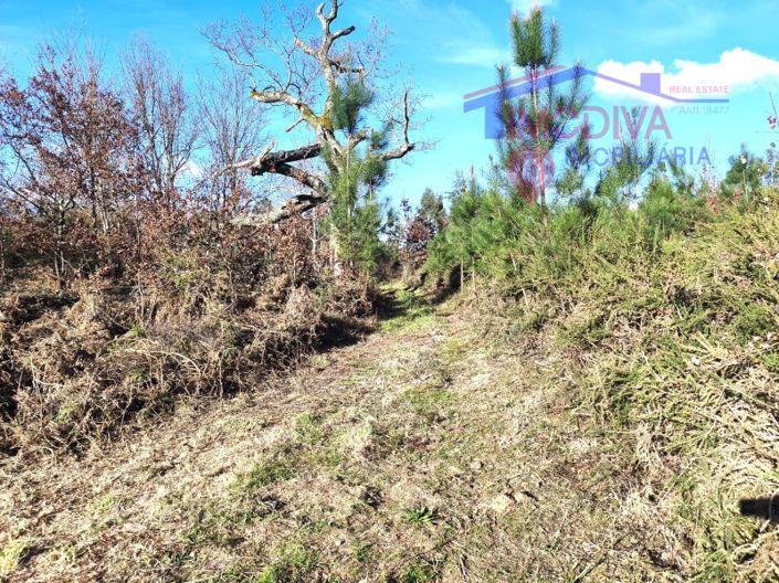 Image No.28-Maison de 1 chambre à vendre à Figueiró dos Vinhos