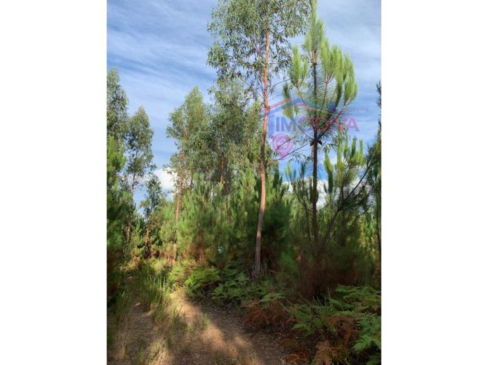 Image No.2-Plot for sale