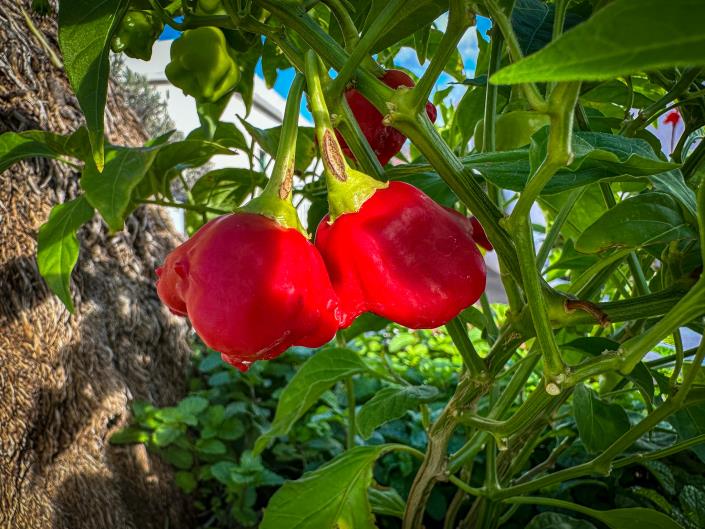 Image No.19-3 Bed Finca for sale