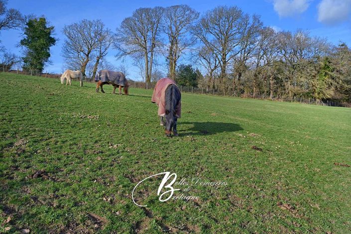 Image No.5-Maison de 3 chambres à vendre à Clohars-Carnoet