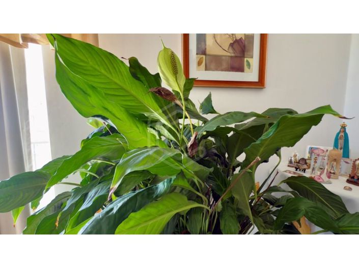 Image No.17-Appartement de 2 chambres à vendre à Loule