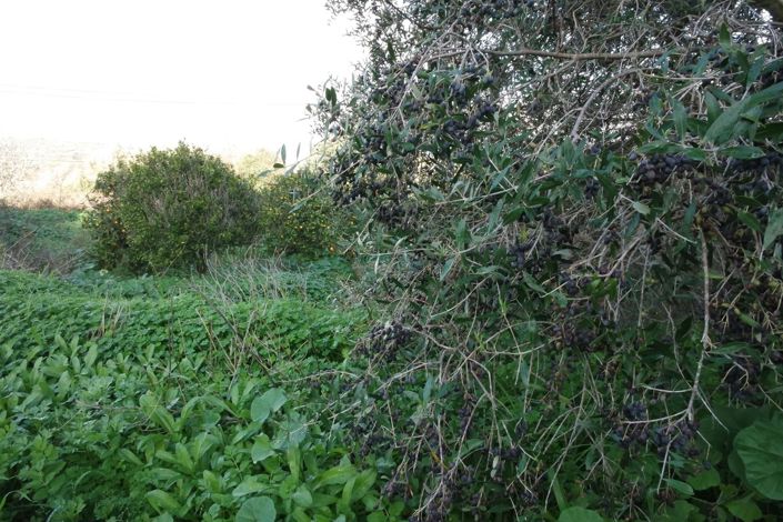 Image No.21-5 Bed House for sale