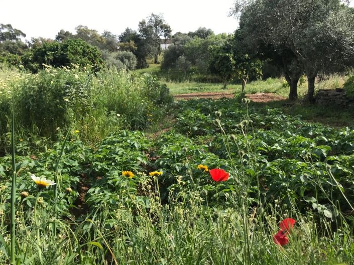 Image No.24-2 Bed House for sale