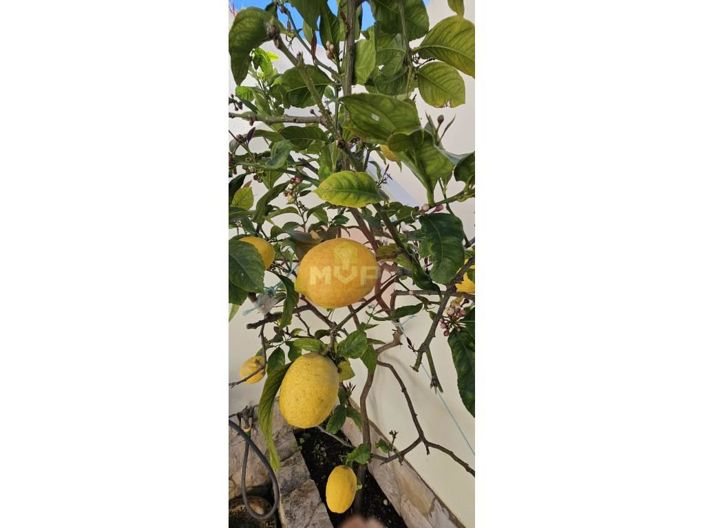 Image No.11-3 Bed House for sale