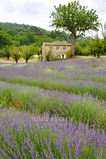 Image No.21-Maison de 16 chambres à vendre à Saignon