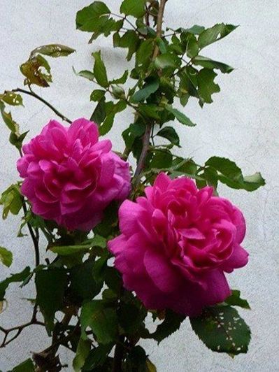 Image No.30-Maison à vendre à Coursegoules