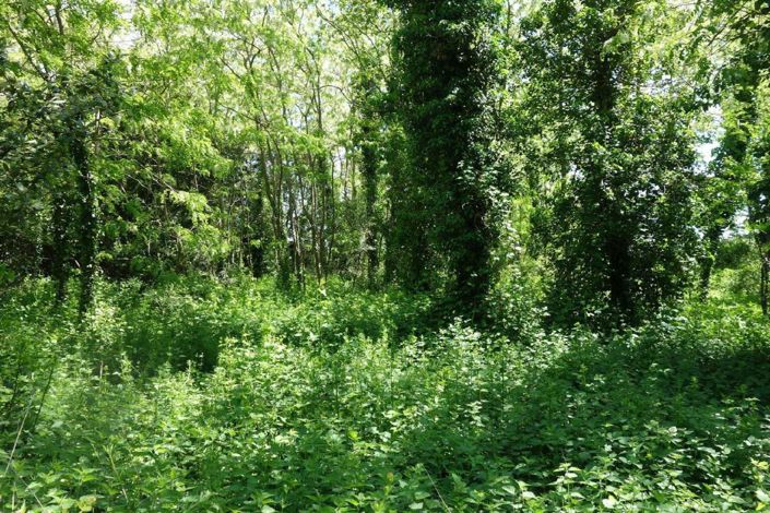 Image No.6-Maison de 6 chambres à vendre à Pugnac