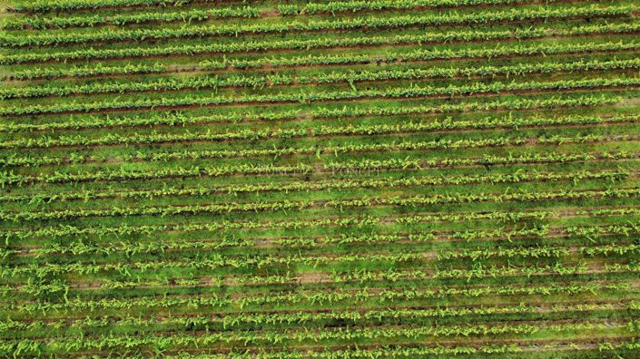 Image No.4-7 Bed House for sale