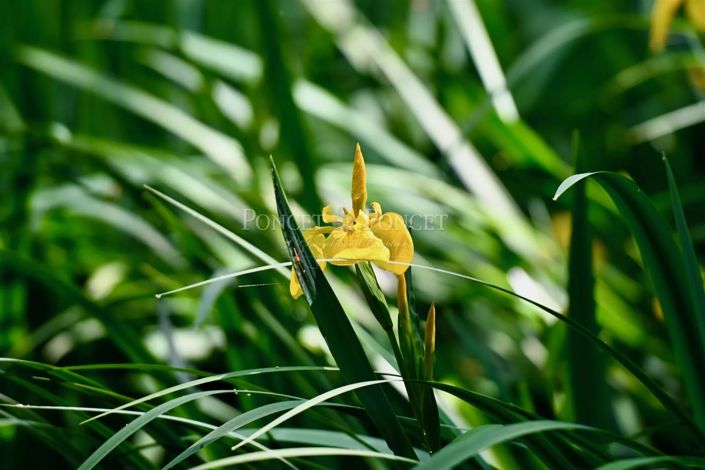 Image No.26-10 Bed House for sale