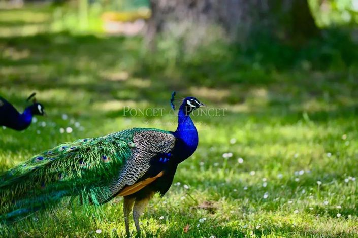 Image No.4-10 Bed House for sale