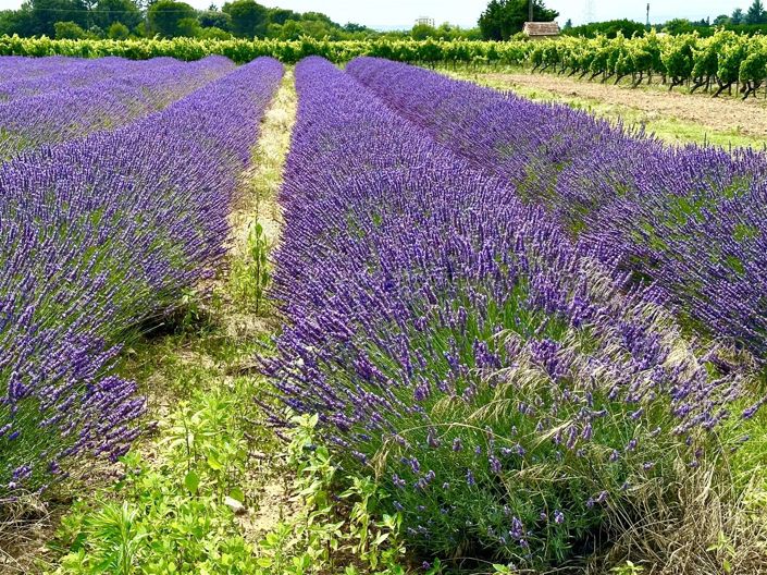 Image No.3-Maison à vendre à Suze-la-Rousse