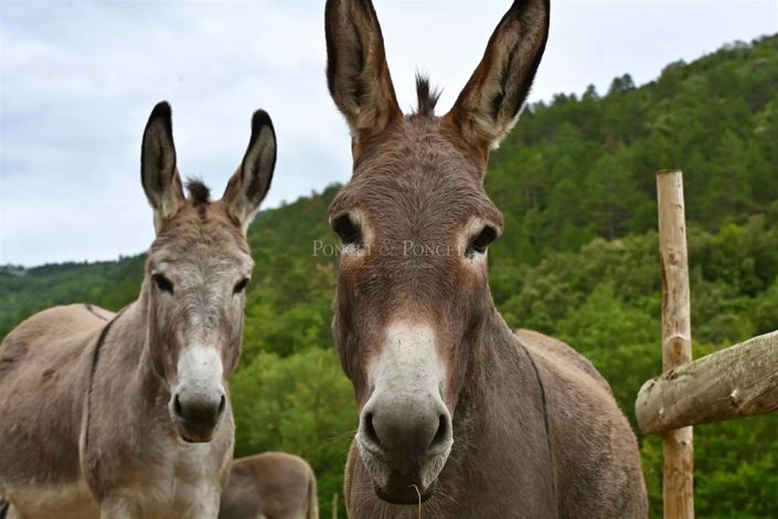 Image No.20-Maison de 5 chambres à vendre à Limoux