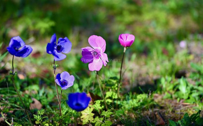 Image No.21-Maison à vendre à Montpellier