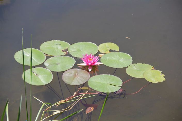 Image No.11-16 Bed House for sale