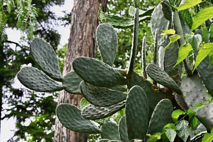 Image No.23-2 Bed Apartment for sale