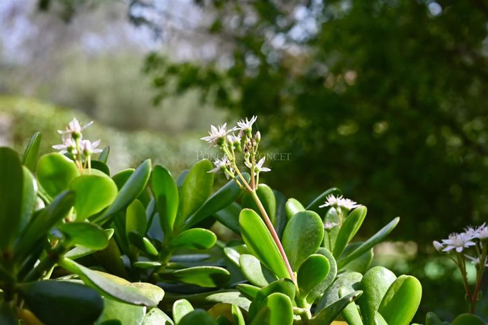 Image No.16-Maison de 4 chambres à vendre à Nîmes