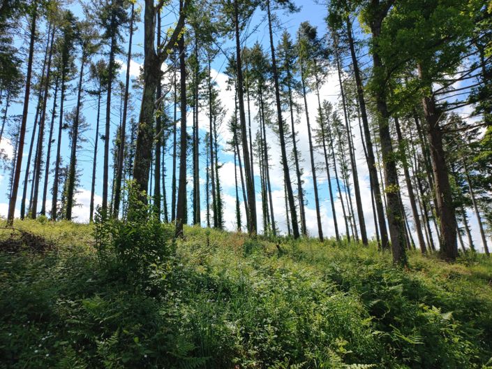 Image No.24-Maison de 4 chambres à vendre à Trie-sur-Baïse