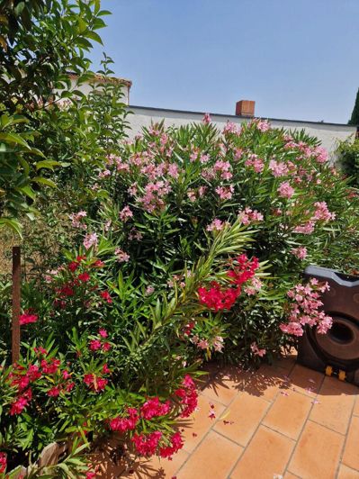 Image No.10-Maison de 4 chambres à vendre à Luc-sur-Orbieu