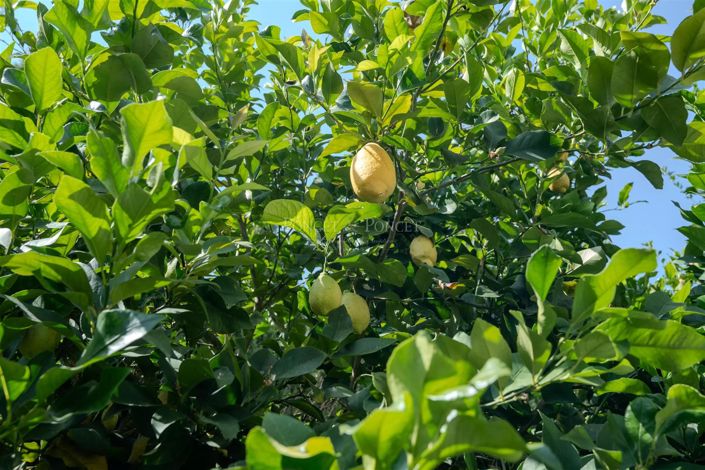 Image No.13-5 Bed House for sale