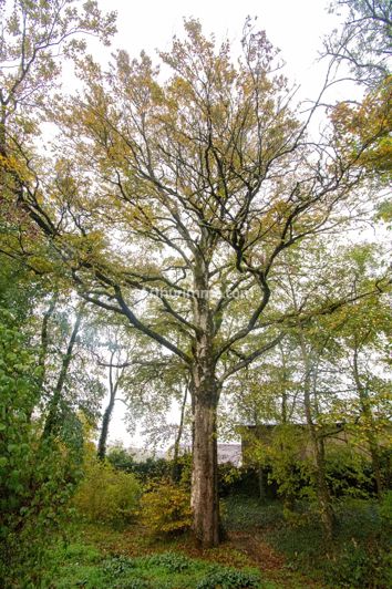 Image No.11-House for sale